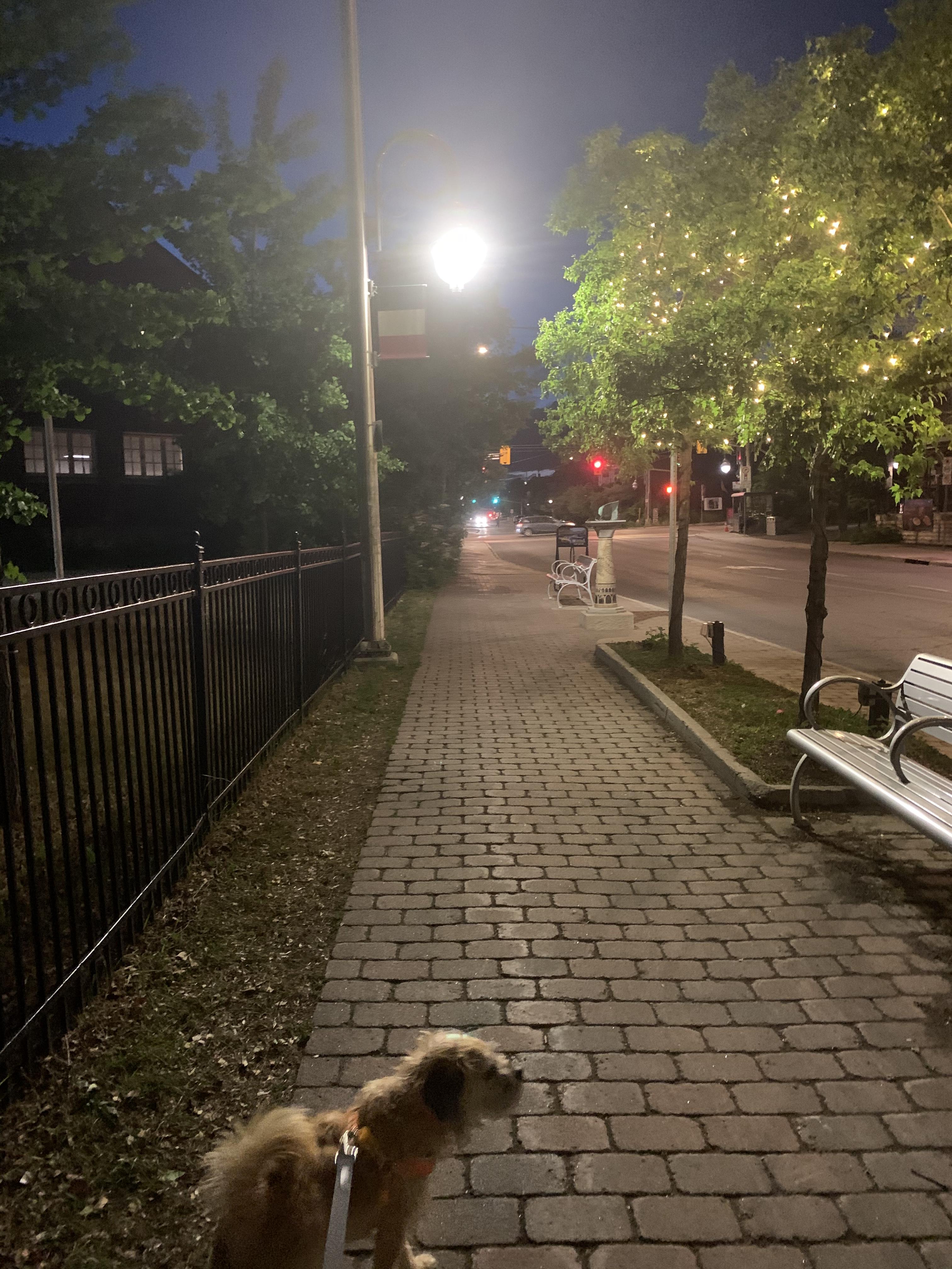 Peach the dog on a sidewalk with a lone streetlight behind her