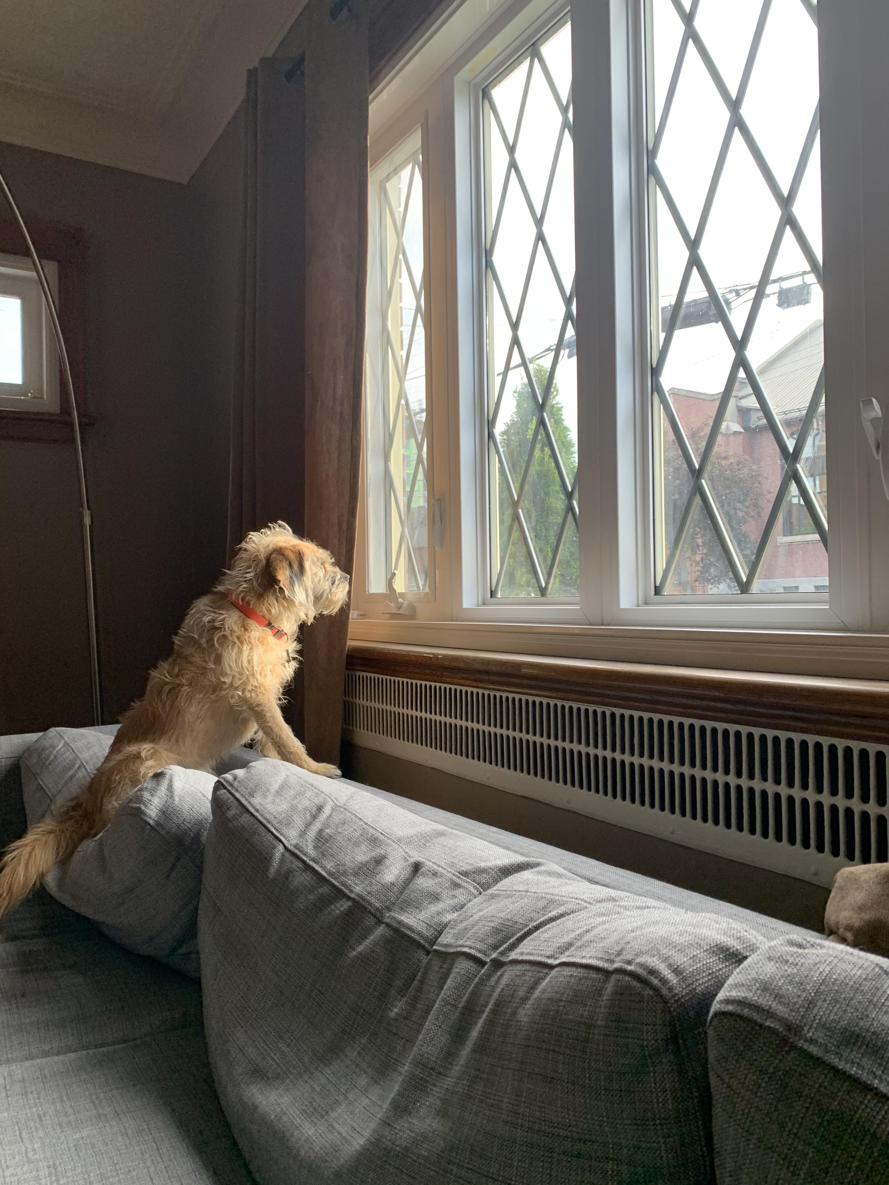 Peach the dog sitting on the back of a couch looking out a window