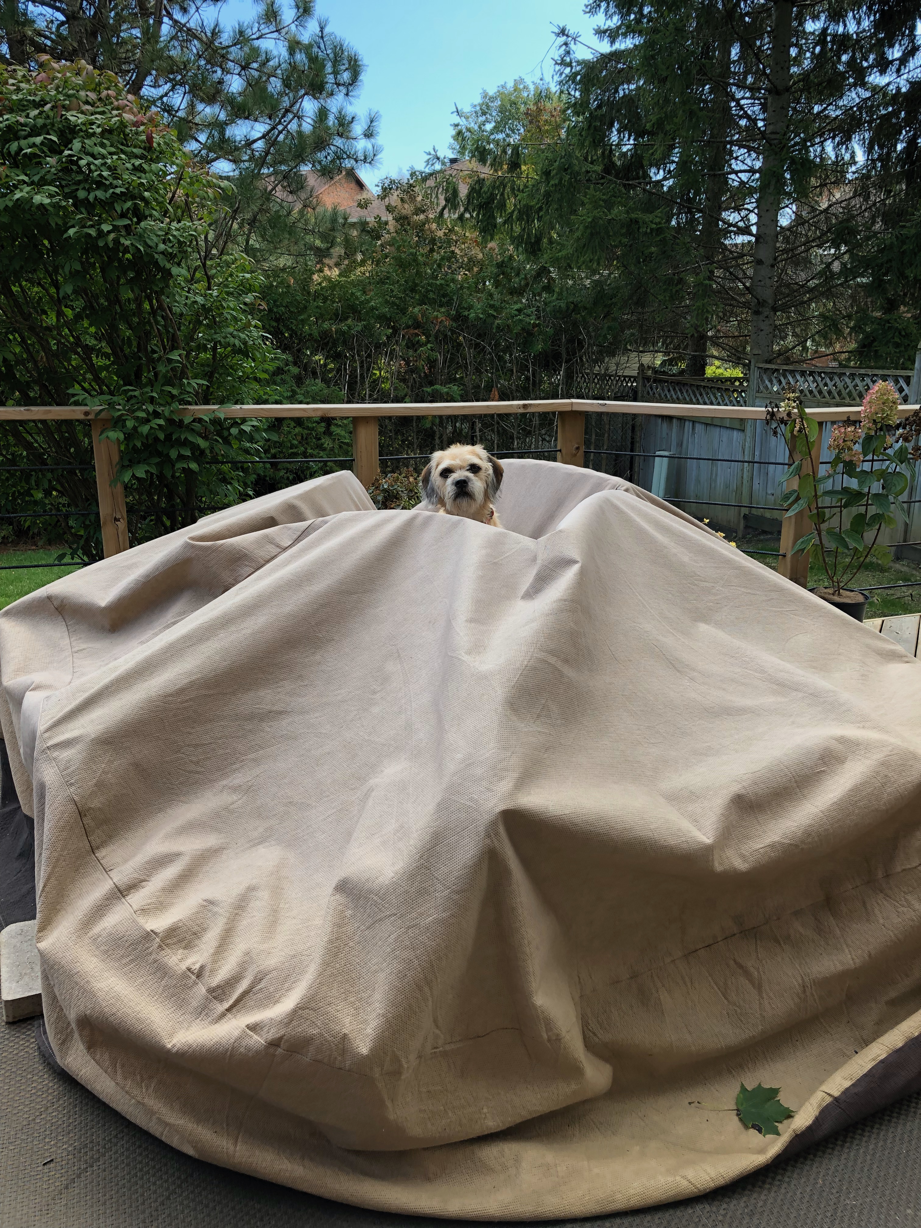 Peach the dog sitting atop a deck furniture cover with trees in the background