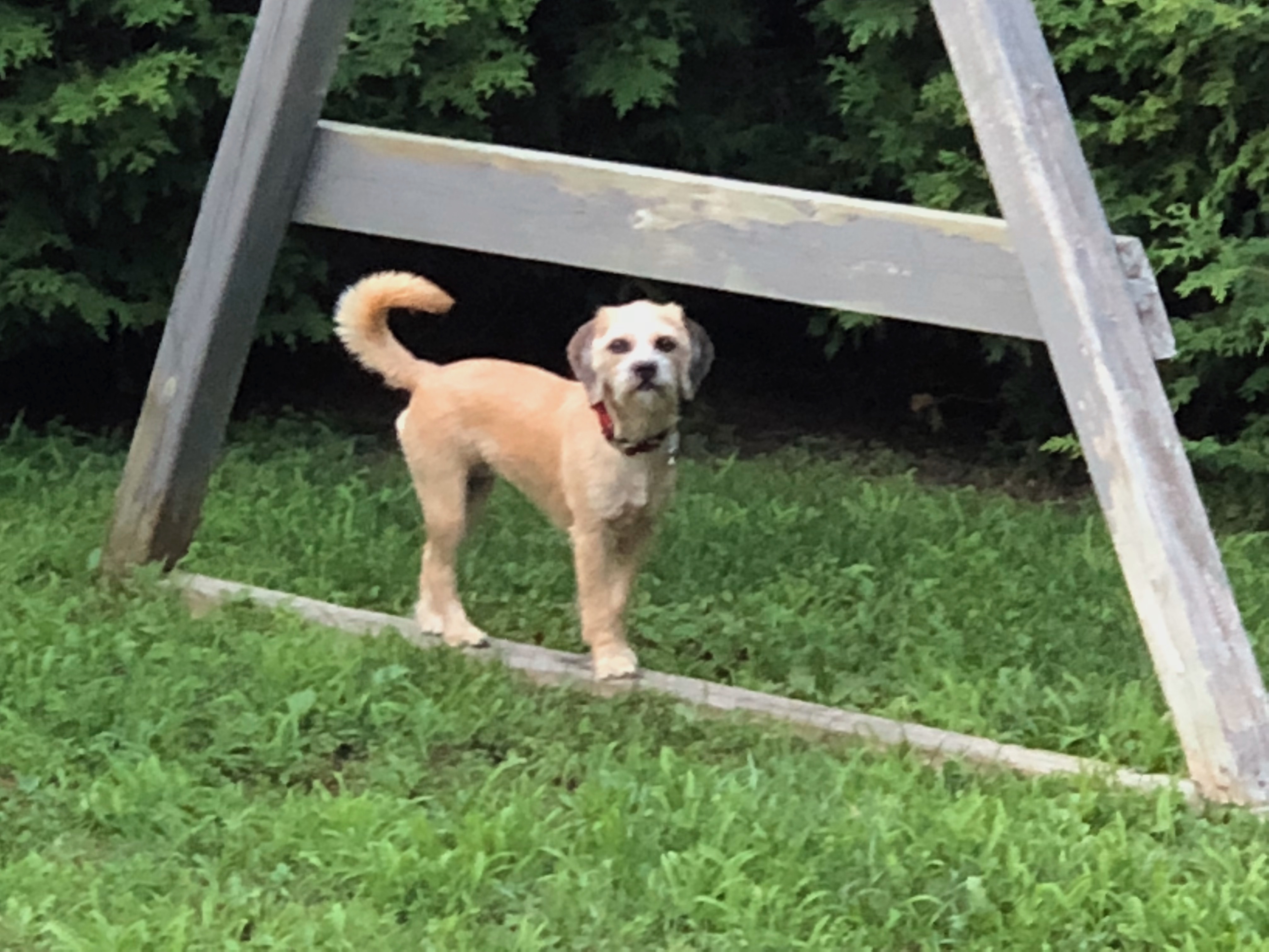 Peach the dog standing under a child swing set with a hedge behind her