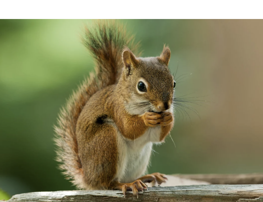 squirrel
