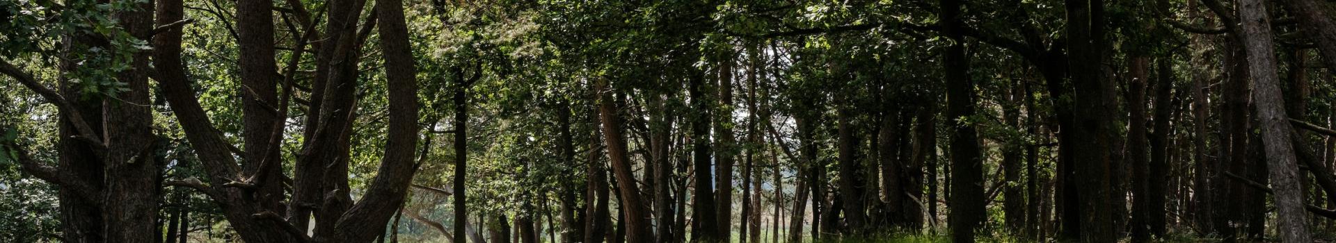 A peaceful, shaded cycling path winding through a dense forest with tall, leafy trees on either side. 
